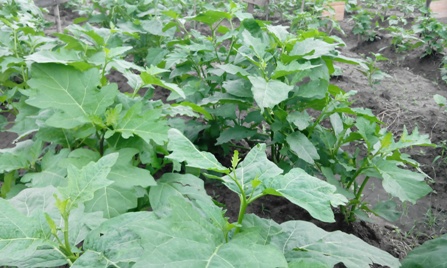 Crop-Science-and-Horticulture1435970128csh4