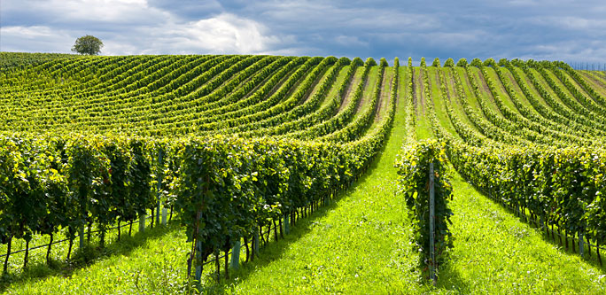 crop_grape